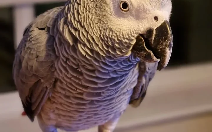 African Greys in Utah