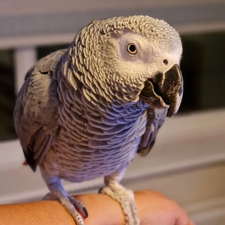 African Greys in Utah