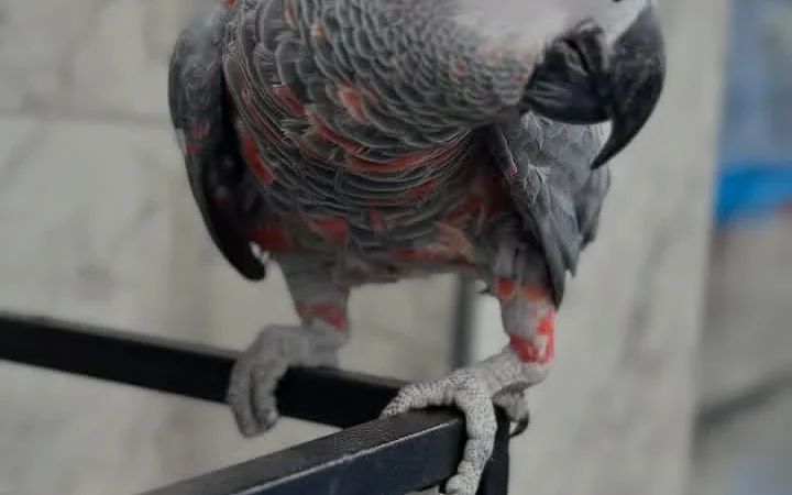 African Greys in Ohio