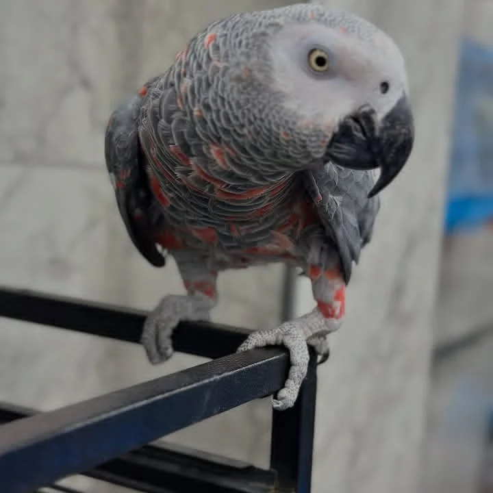 African Greys in Ohio