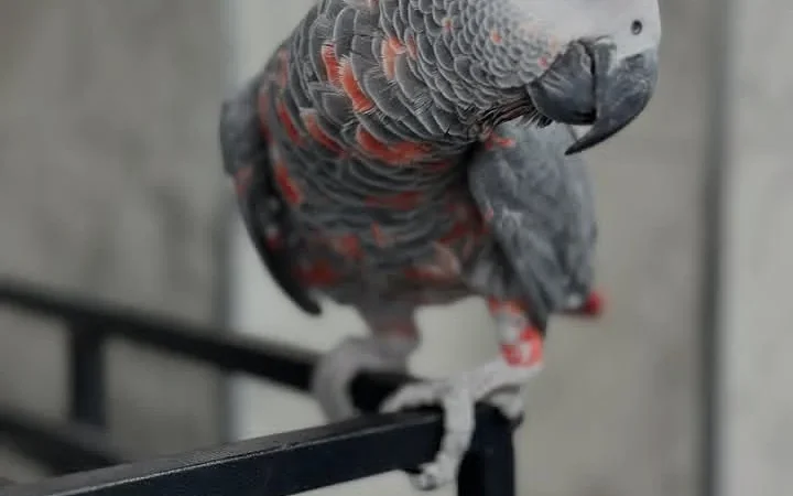 African Greys for sale near me Massachusetts