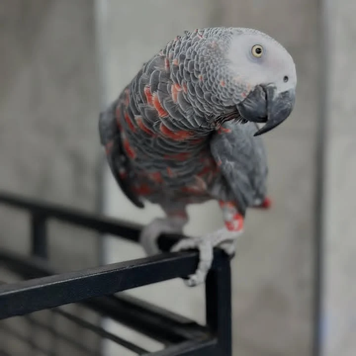 African Greys in Oklahoma