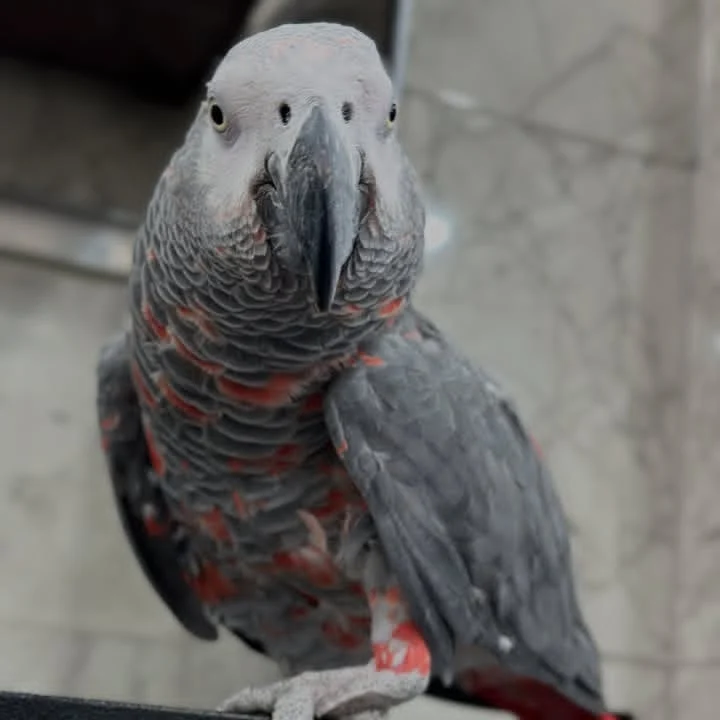 African Greys in Oregon