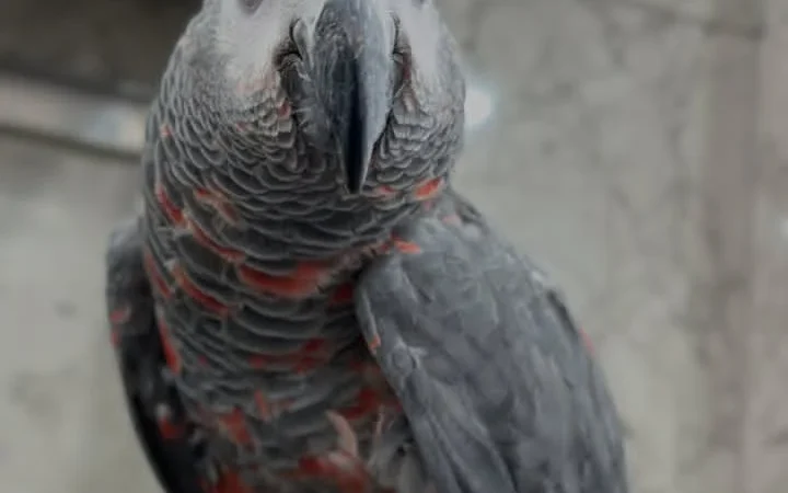 Talking African Grey parrots for sale Massachusetts