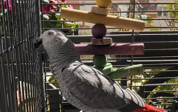 African Greys for sale near me Minnesota