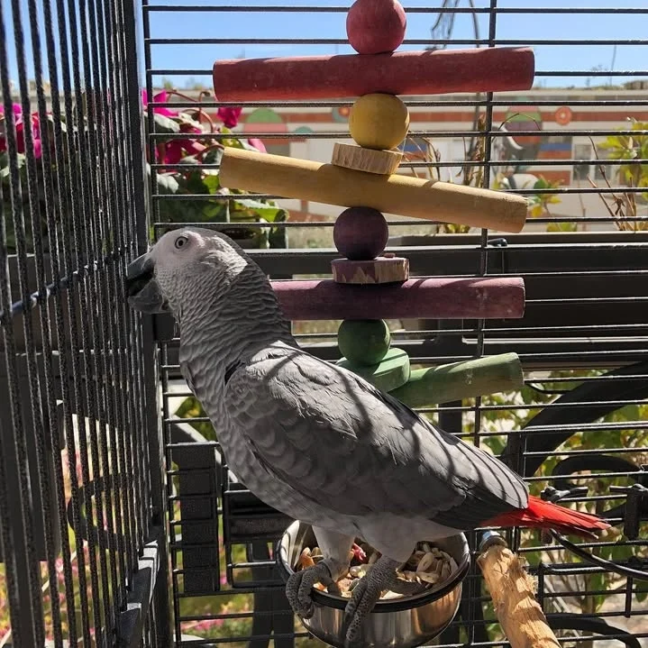 African Greys in Pennsylvania