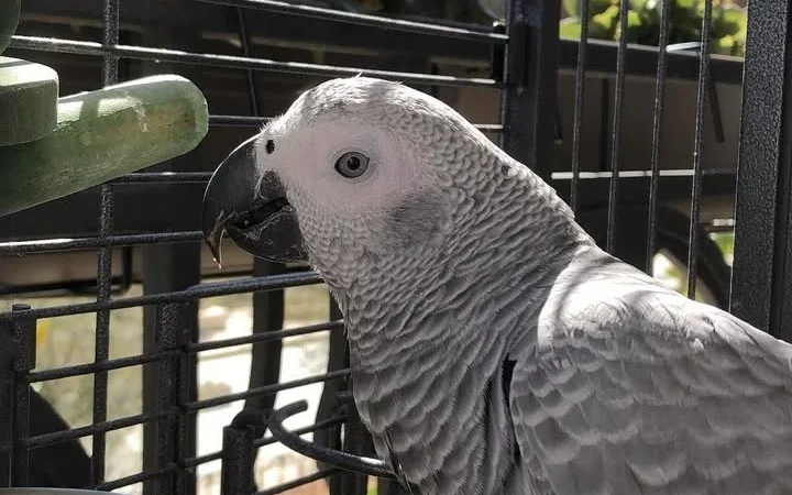 African Greys in Rhode Island