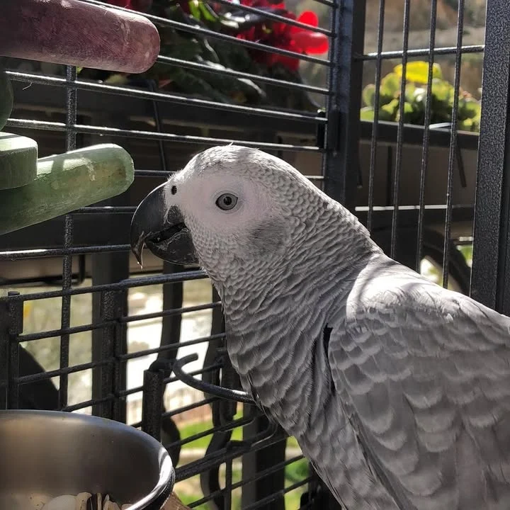 African Greys in Rhode Island