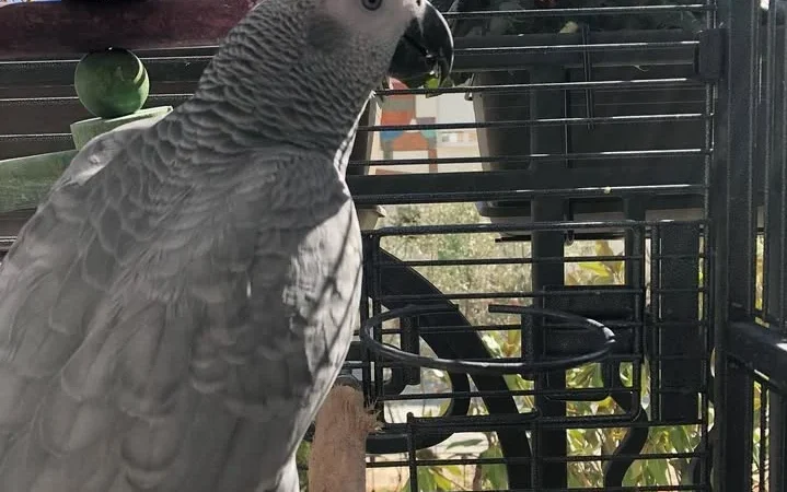 African Greys for sale near me Iowa