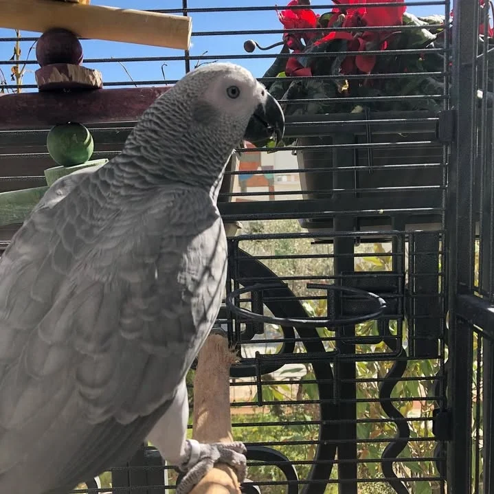 African Greys in South Carolina