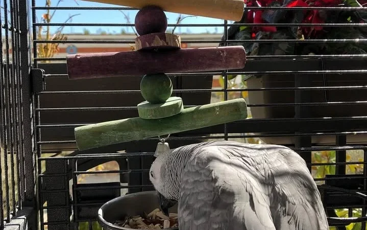 African Greys for sale near me Kansas