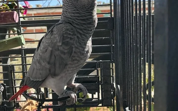 Talking African Grey parrots for sale Louisiana