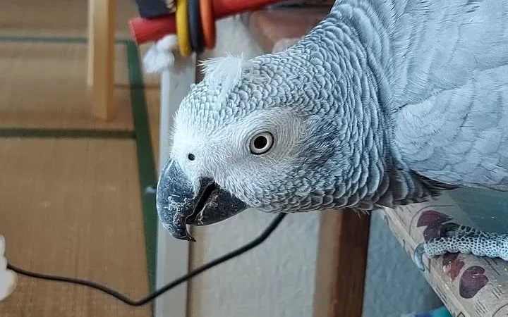 African Greys for sale near me Louisiana