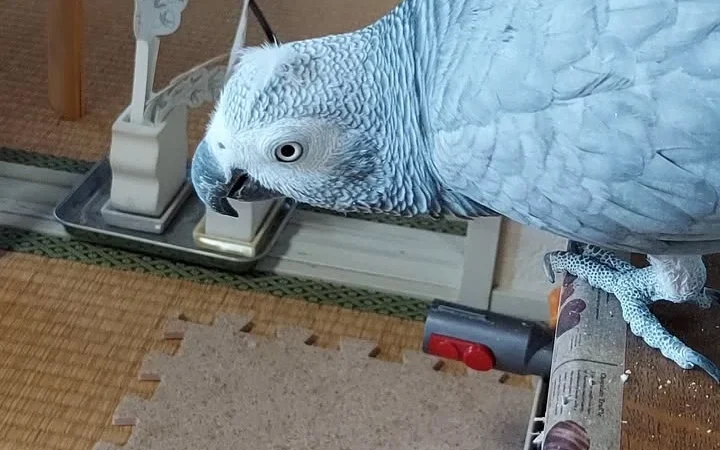 African Greys for sale near me Maine