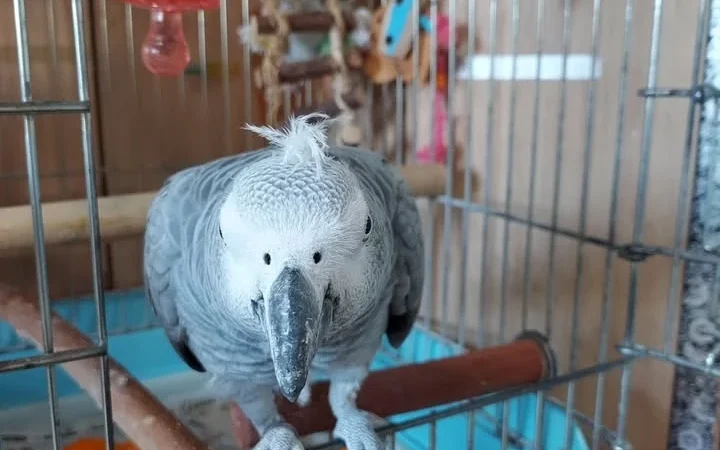 African Greys for sale near me Maryland