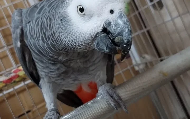 African Grey parrots in South Dakota