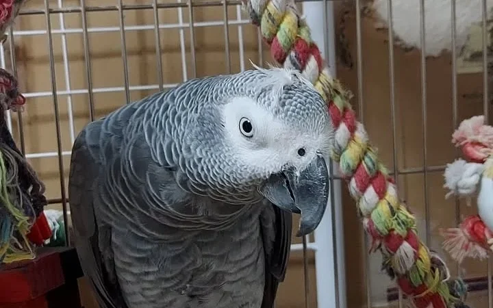 African Grey parrots in Texas