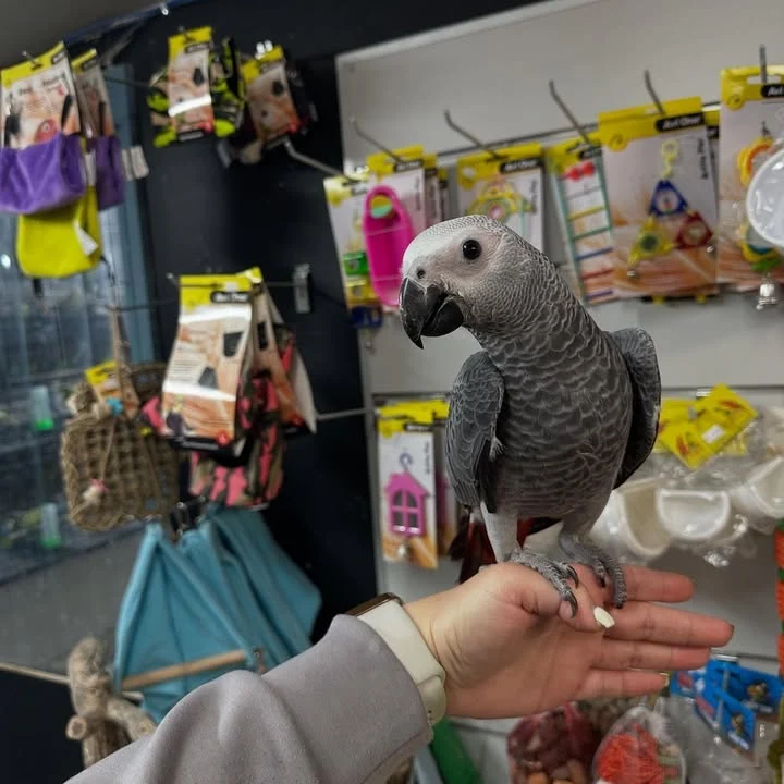 African Grey parrots in Ohio