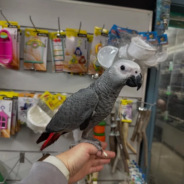 African Grey parrots in Oklahoma
