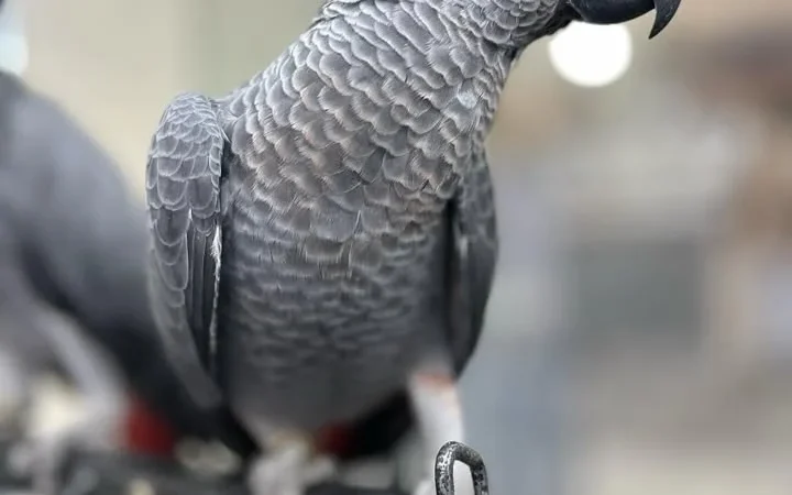 African Grey parrots in Oregon