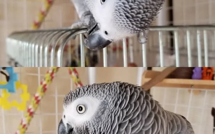 African Grey parrots for sale in Iowa