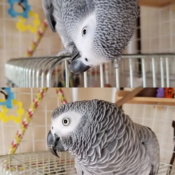 African Grey parrots for sale in Iowa