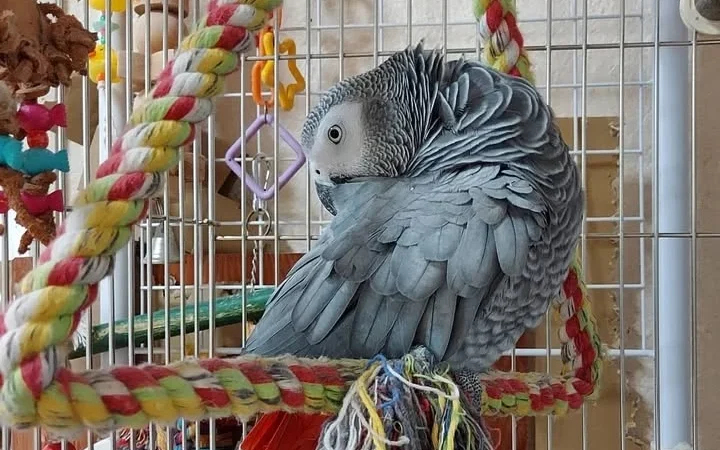 African Grey parrots for sale in Michigan