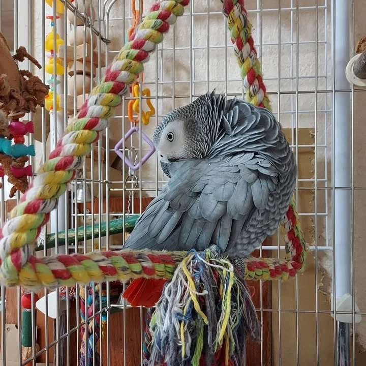 African Grey parrots for sale in Michigan