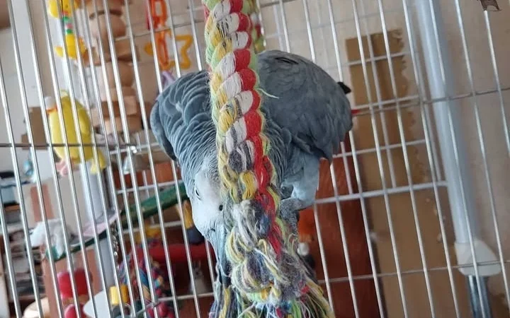 African Grey parrots for sale in Mississippi