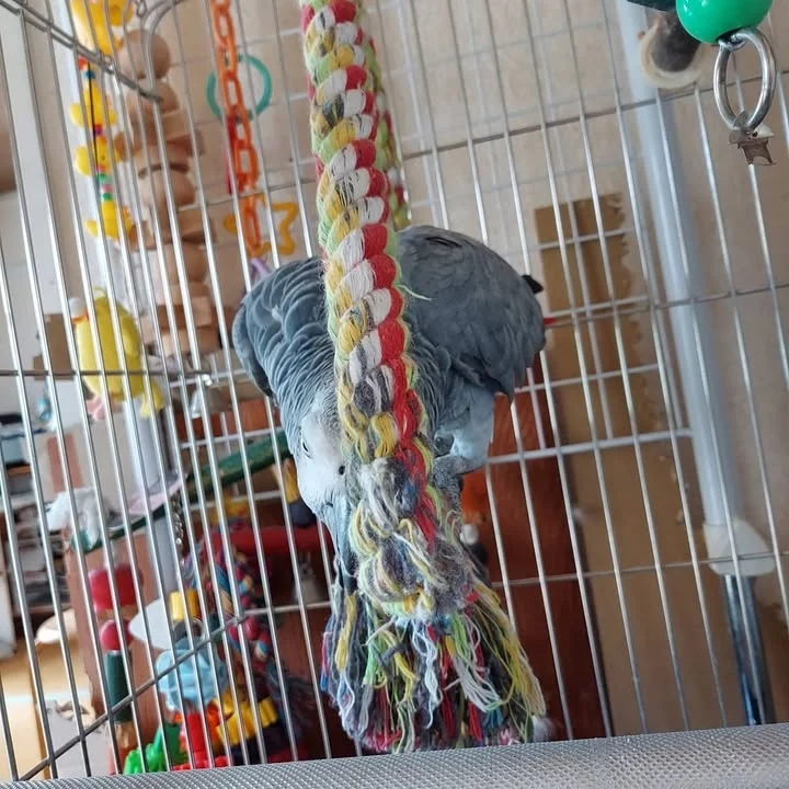 African Grey parrots for sale in Mississippi
