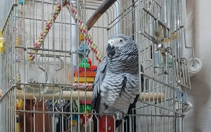 African Grey parrots for sale in Minnesota