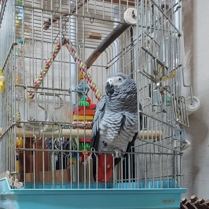 African Grey parrots for sale in Minnesota
