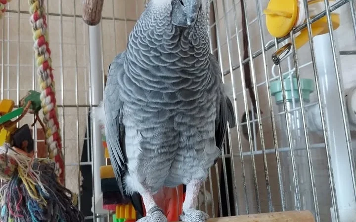 African Grey parrots for sale in Louisiana