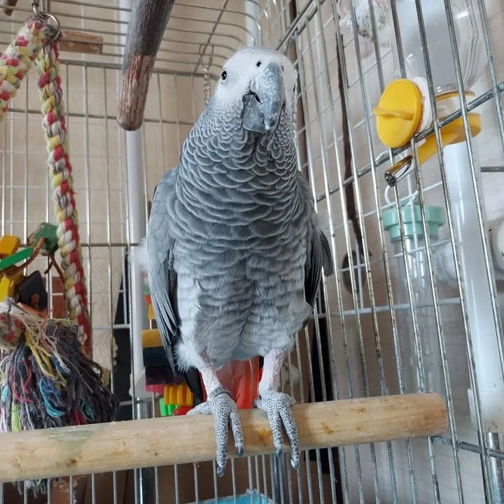 African Grey parrots for sale in Louisiana