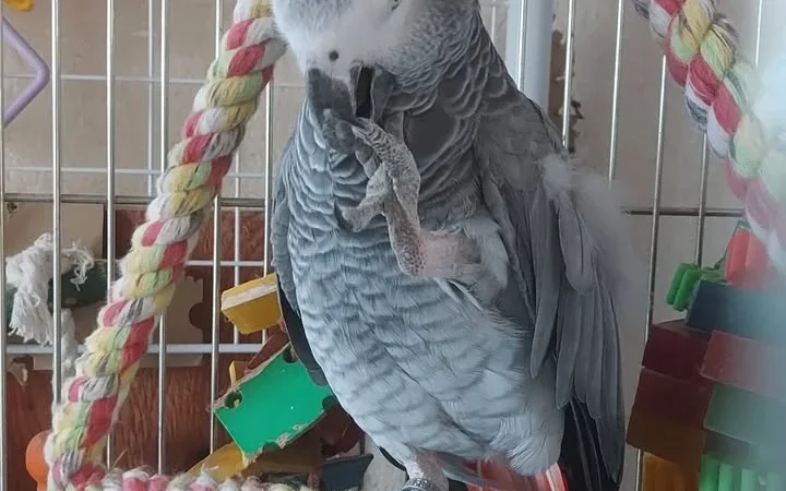 African Grey parrots for sale in Maine