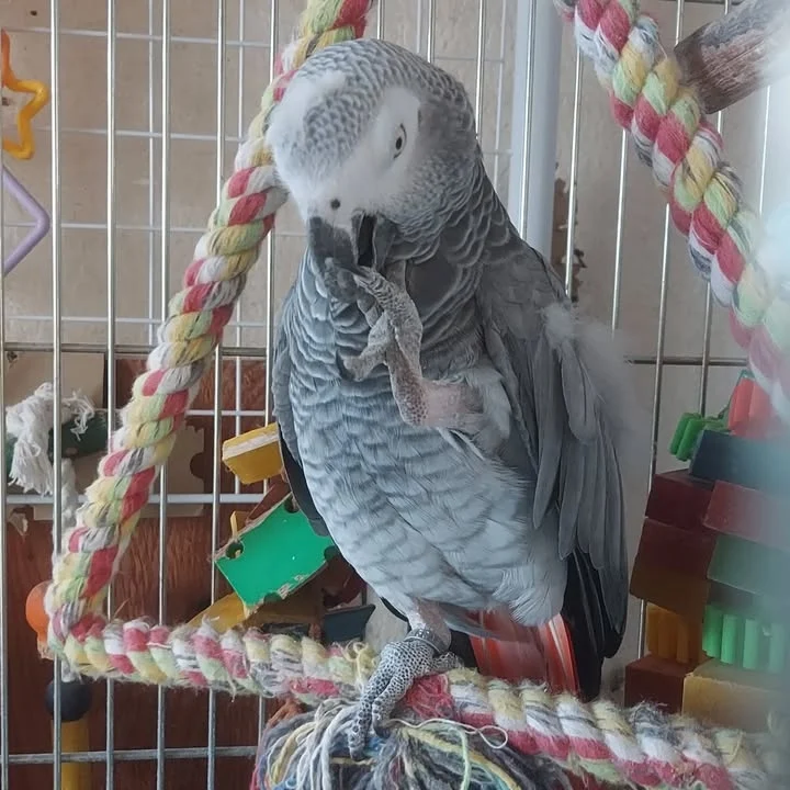 African Grey parrots for sale in Maine