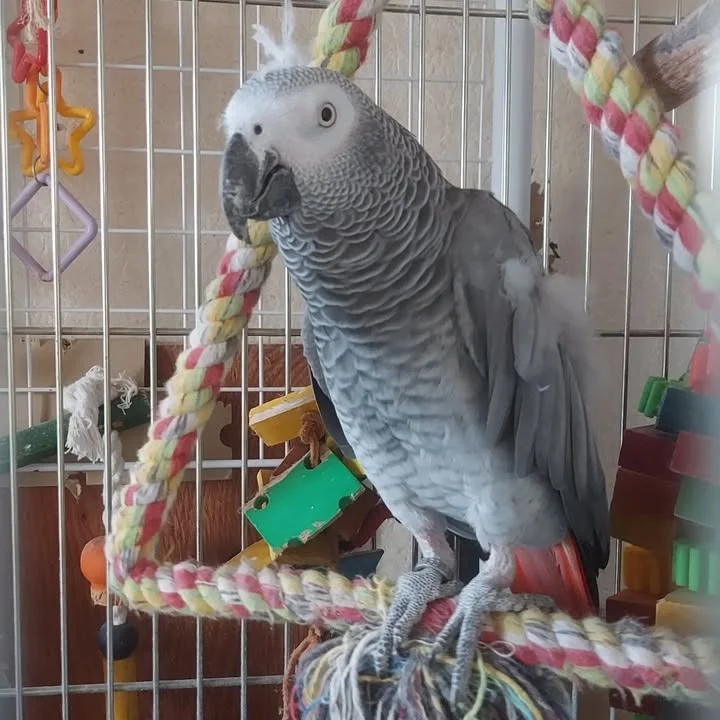 African Grey parrots for sale in Massachusetts