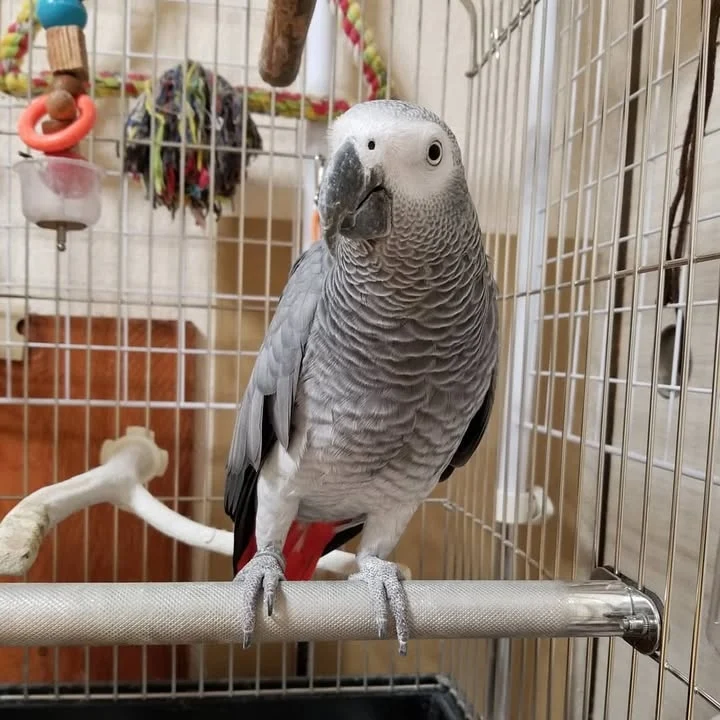 African Grey parrots for sale in Maryland