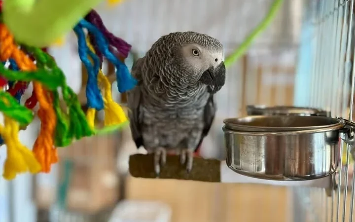 African Grey parrots for sale in Kansas
