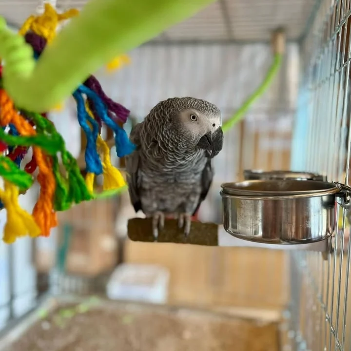 African Grey parrots for sale in Kansas