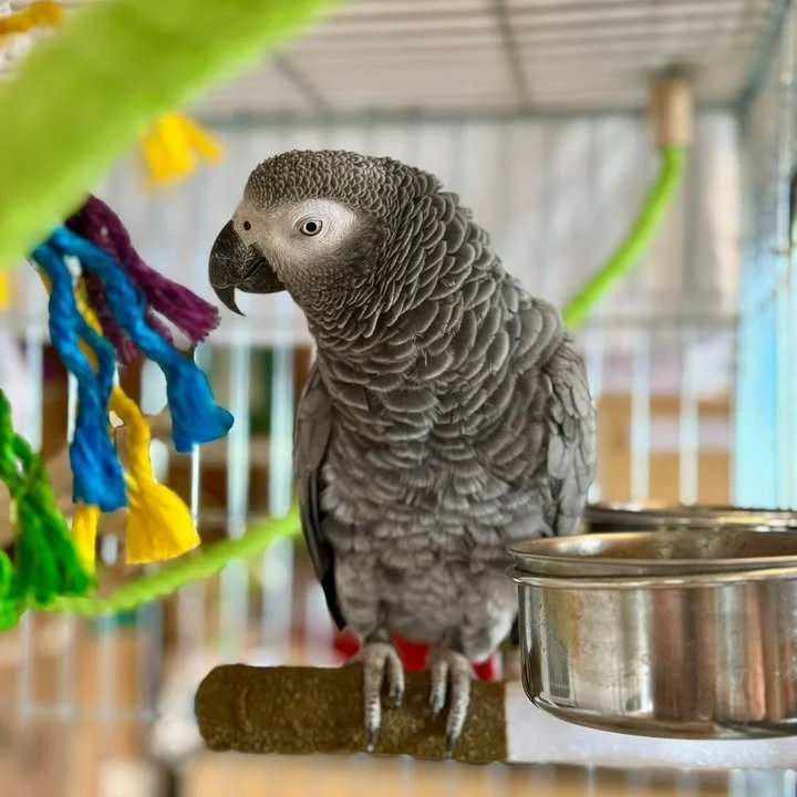 African Grey parrots for sale in Kentucky