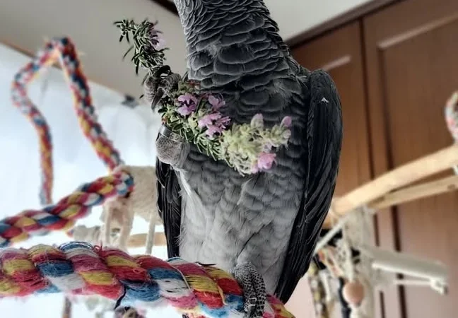 African Greys for sale in Germany