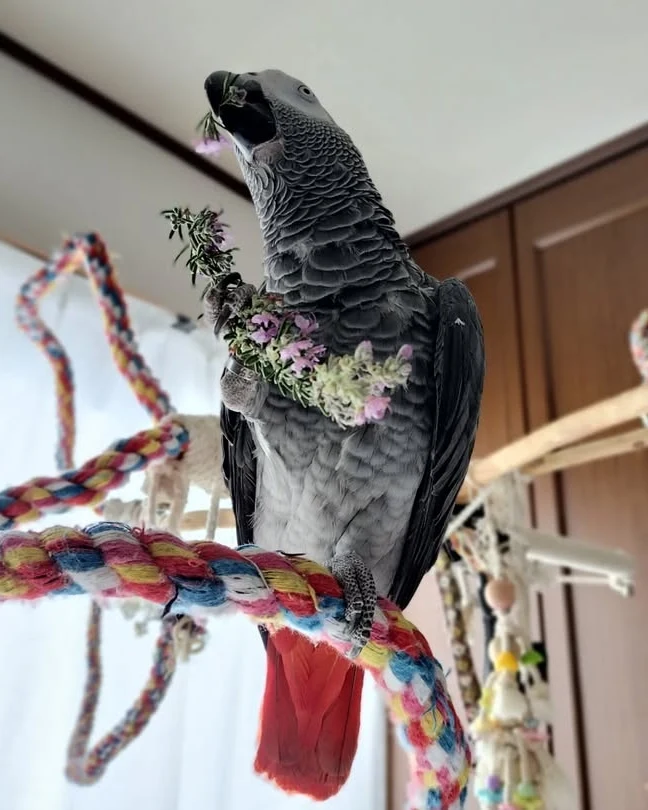 African Greys for sale in Germany