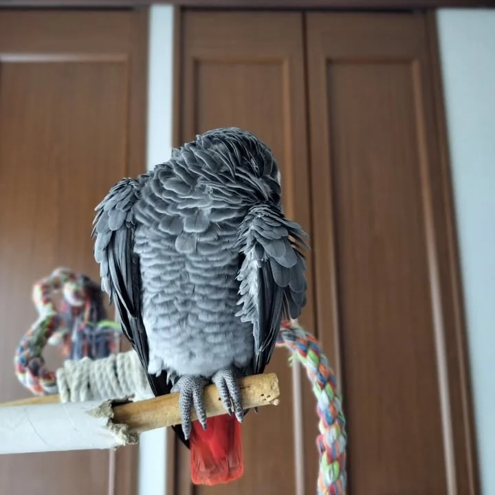 African Greys near me South Dakota
