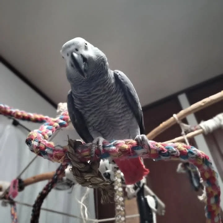 African Grey parrots for sale in Ireland