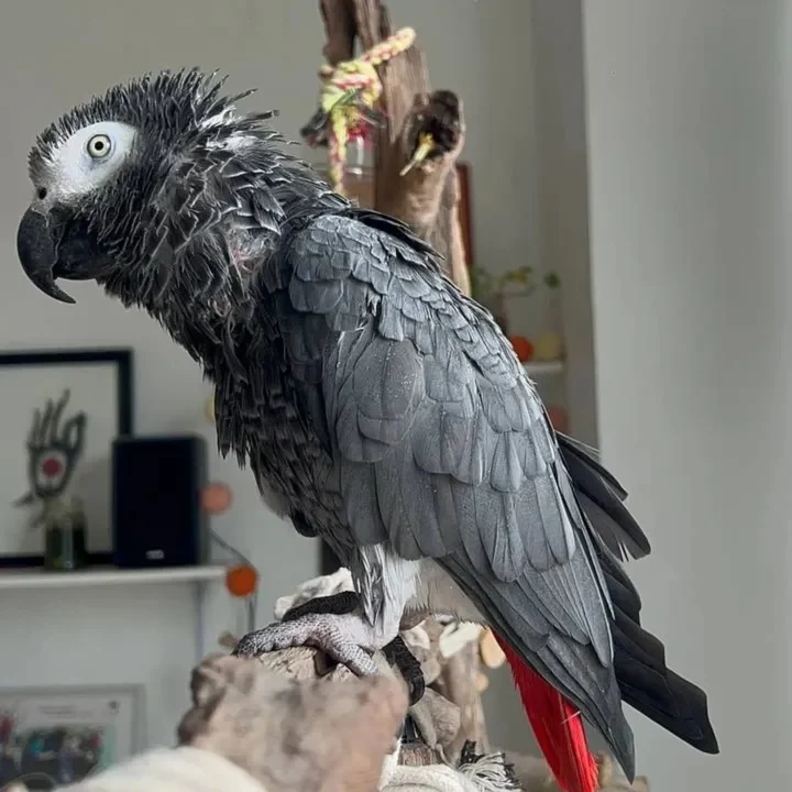 African Greys near me Ohio