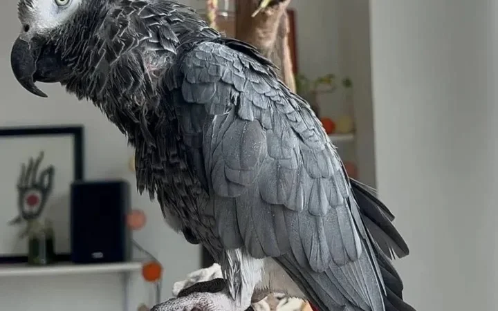 Ghana African Grey parrots for sale Virginia