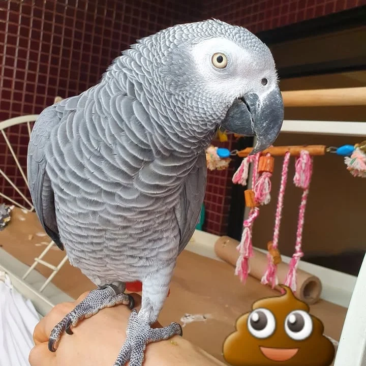 African Grey Parrots