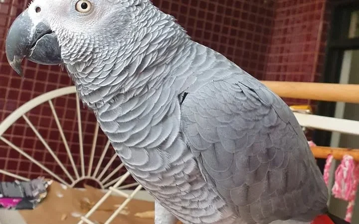 Gabon African Grey parrots for sale in Washington