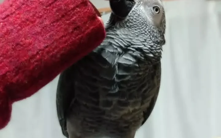 Talking African Grey parrots for sale Illinois